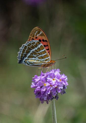 Butterflies in Bhutan