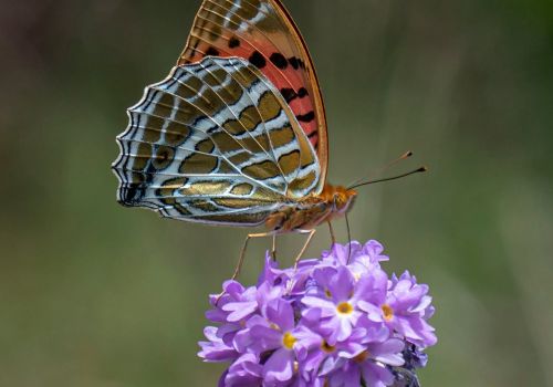 Butterflies in Bhutan