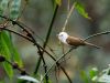 White-hooded-Babbler