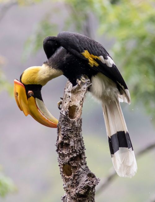 Phibsoo Wildlife Sanctuary