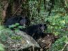Himalayan-Black-Bear