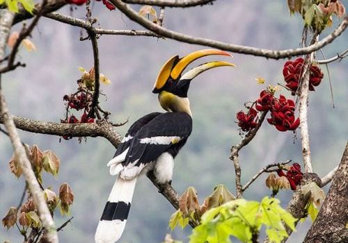 Great Hornbill