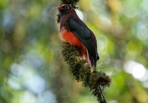 Ward's Trogon