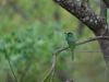Blue-bearded-Bee-eater
