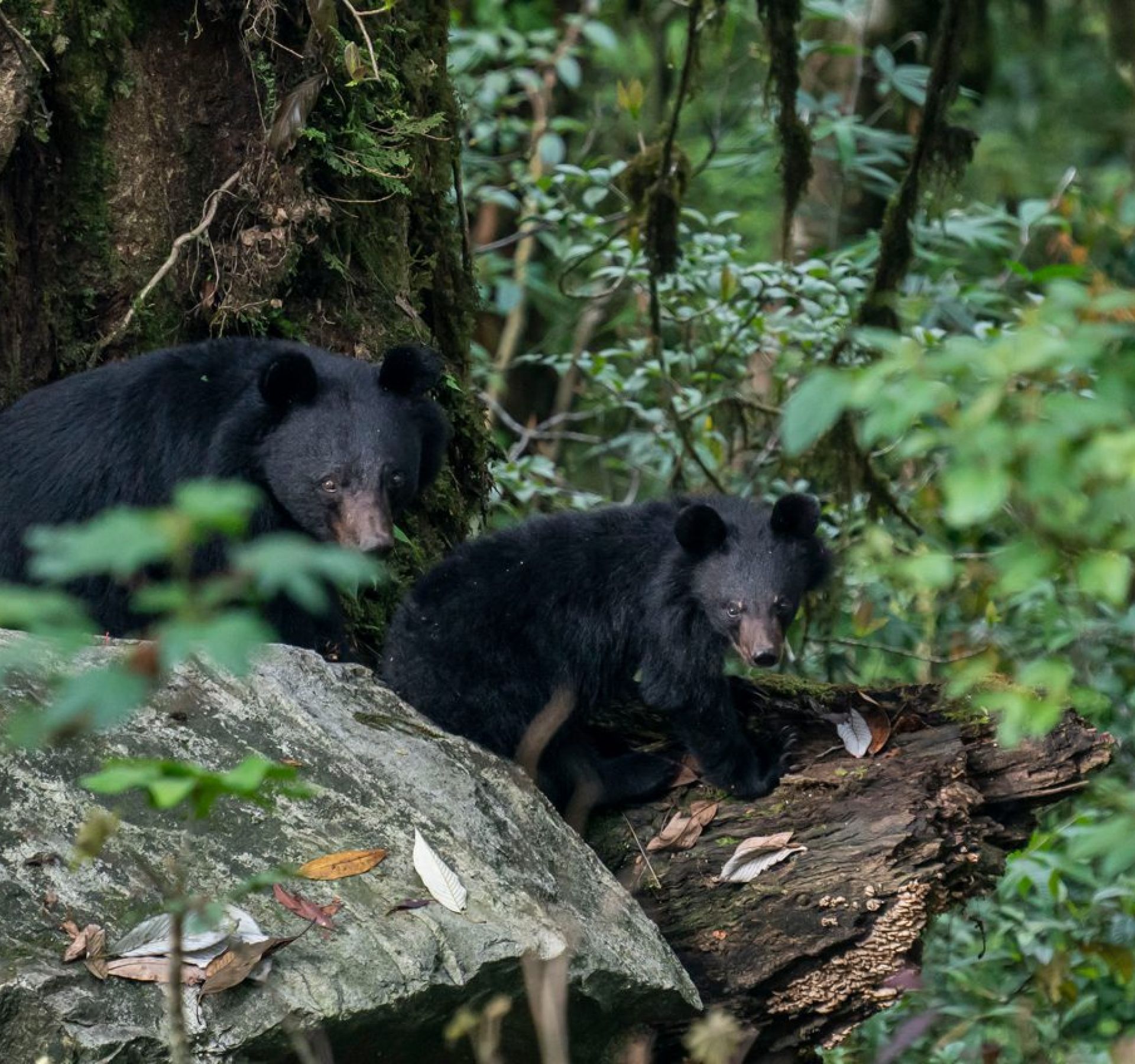 Himalayan-Black-Bear