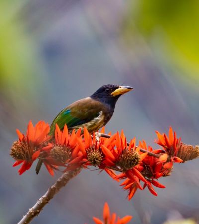 Great-Barbet