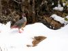 Blood-Pheasant