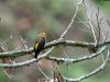 Yellow-rumped-Honeyguide