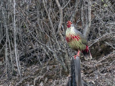 Blood-Pheasant