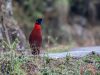 Satyr-Tragopan