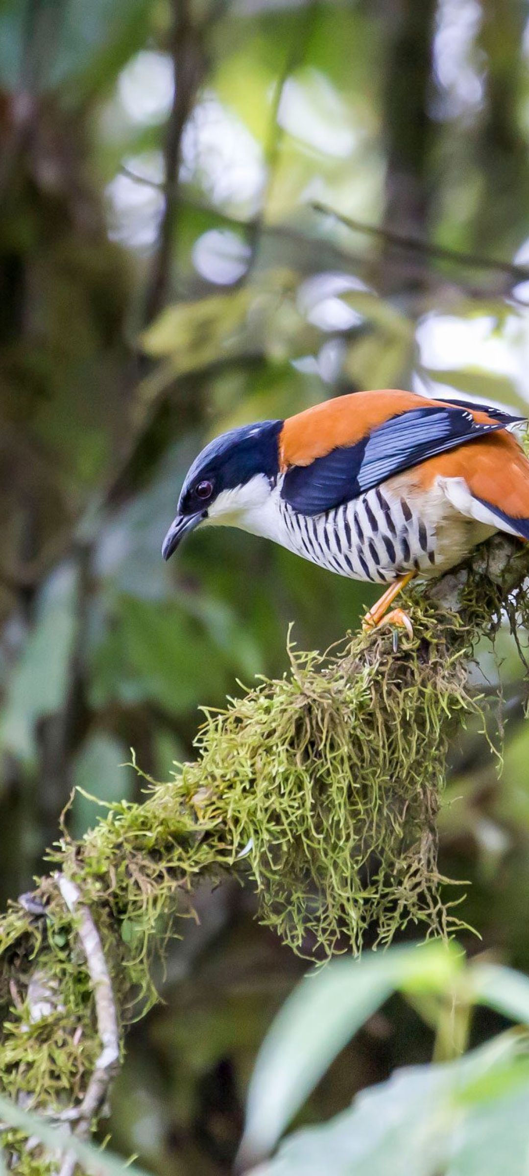 Himalayan Cutia photographed in Bhutan