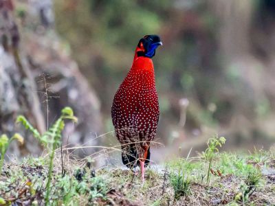 Male Satyr Tragopan perched in Bhutan, showing bright red plumage with white spots and blue facial skin.