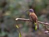 Slender-billed-Scimitar-Babbler