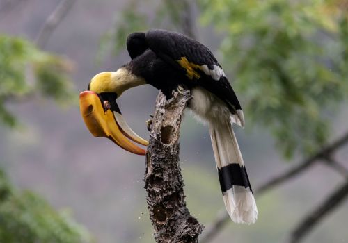 Great Hornbill
