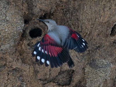 Wallcreeper