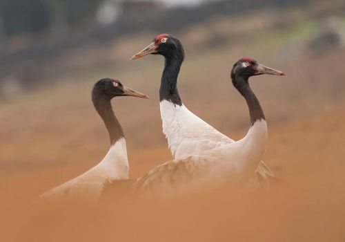 Great Hornbill Bhutan