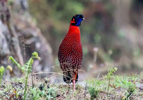 Male Satyr Tragopan perched in Bhutan, showing bright red plumage with white spots and blue facial skin.