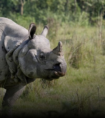 Rufous Necked Hornbill