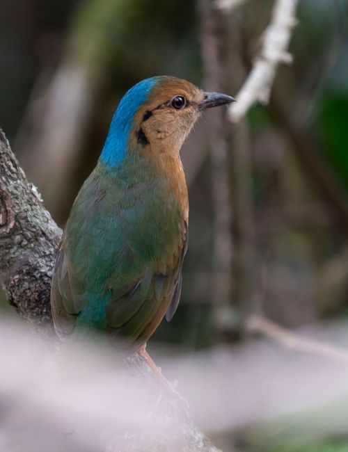 Jomotsangkha Wildlife Sanctuary