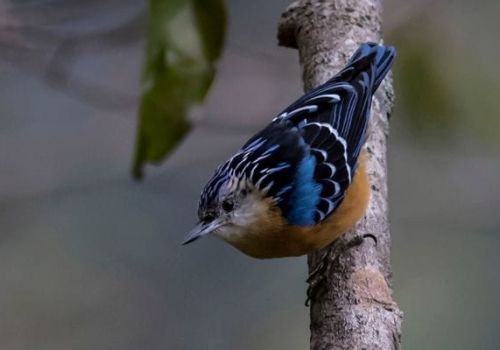 Himalayan Monal: Bhutan’s Mountain Treasure