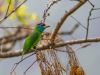 Blue-throated-Barbet