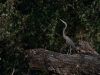 White-bellied-Heron