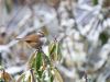 White-browed-Fulvetta