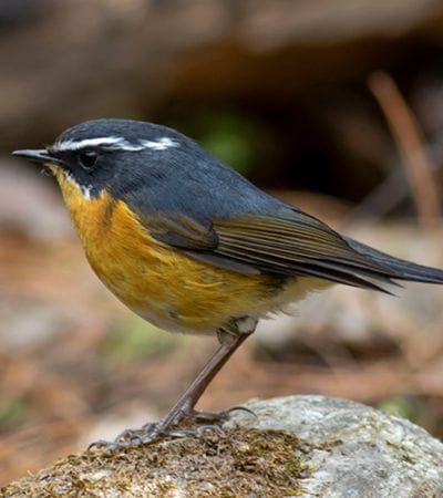 White Browed Bush Robin