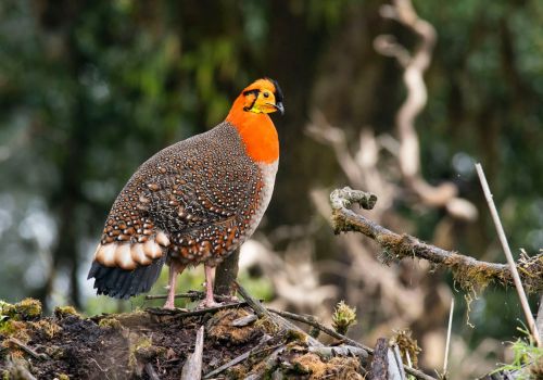 Blyth's-Tragopan