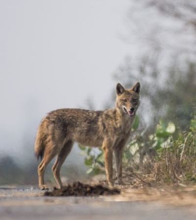 Rufous Necked Hornbill