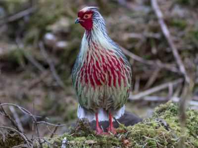 Blood Pheasant