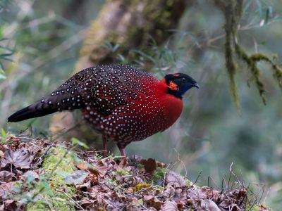 Satyr-Tragopan