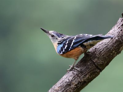 Nuthatch