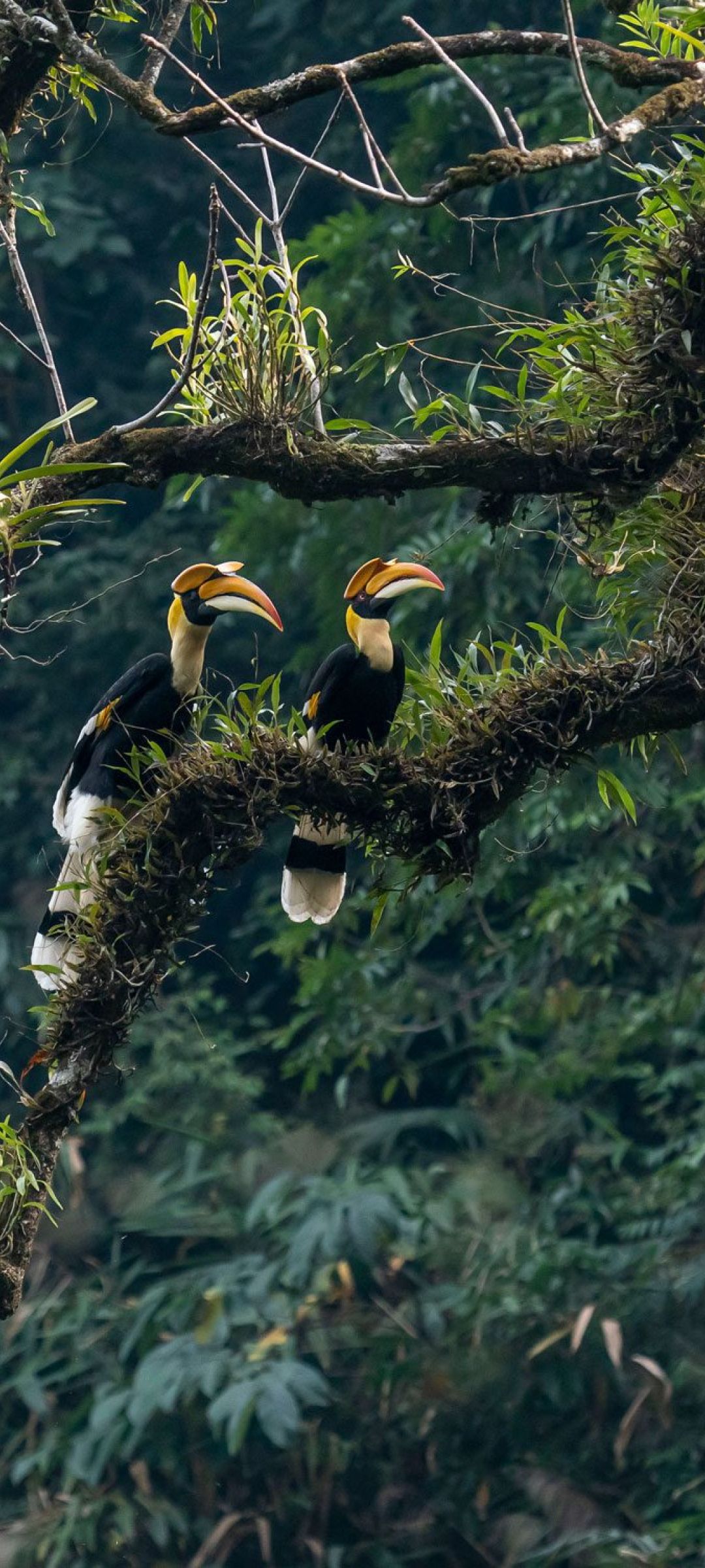 Male and Female Great Hornbill