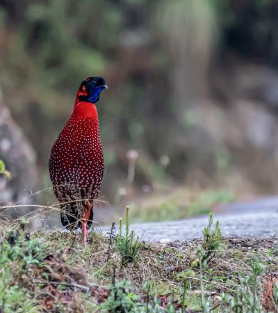 Satyr-Tragopan