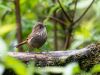 Brown-throated-Fulvetta