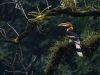 Great Hornbill 
