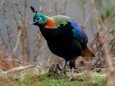 Himalayan-Monal from Bhutan