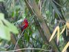 Red-headed-Trogon