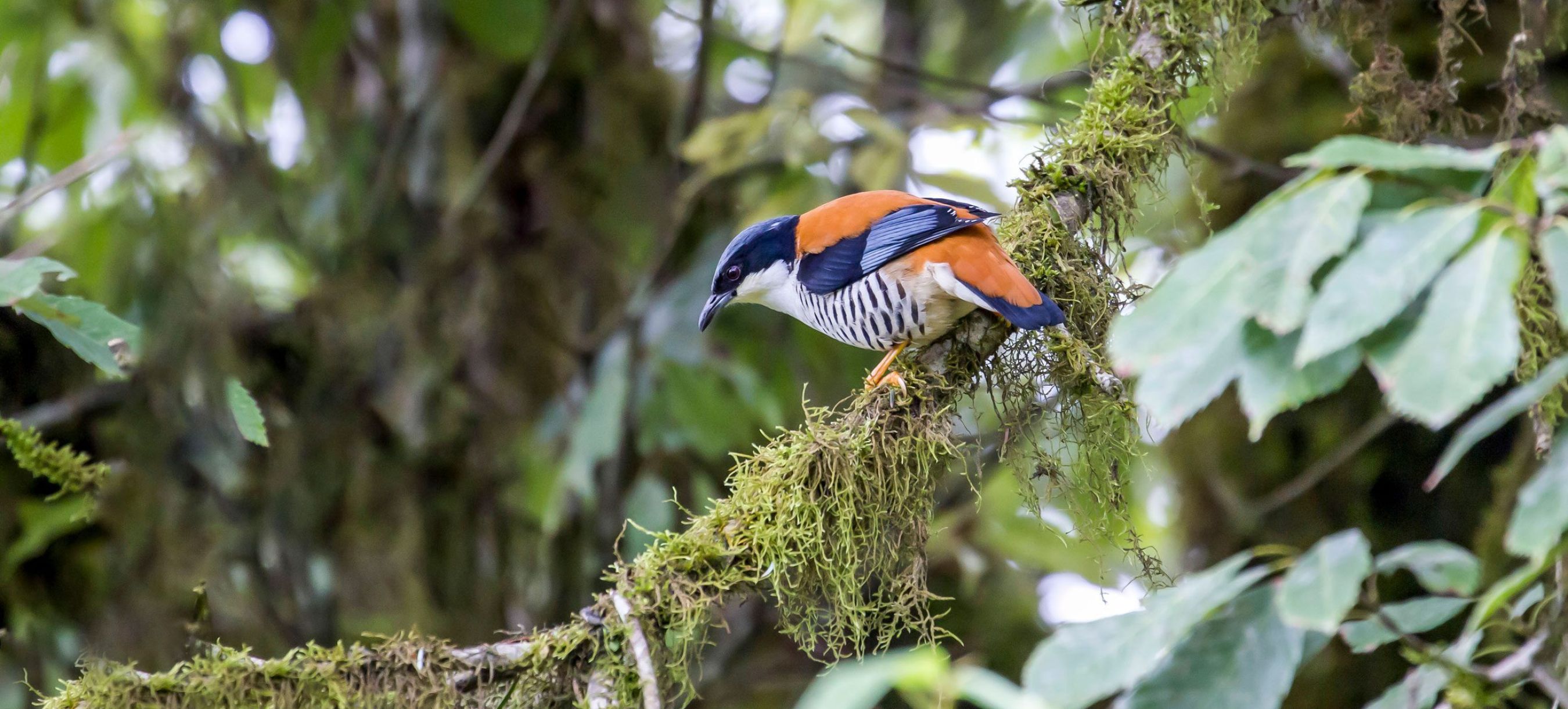 Himalayan Cutia photographed in Bhutan