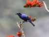 Asian Fairy Bluebird 