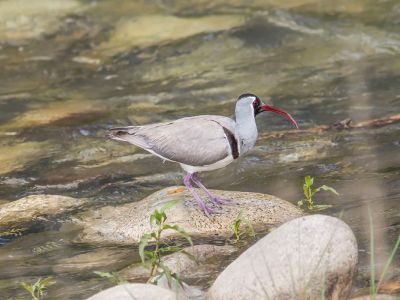 Great Hornbill Bhutan