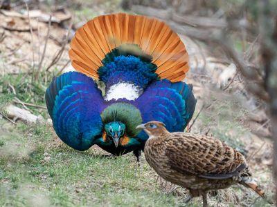 Himalayan-Monal from Bhutan