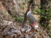 Blood-Pheasant