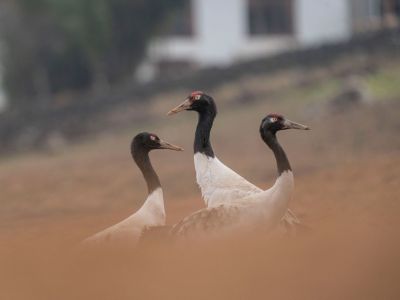 black-necked crane