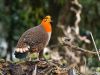 Blyth's-Tragopan