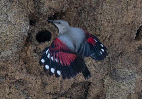Wallcreeper 