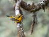 Golden-Bush-Robin