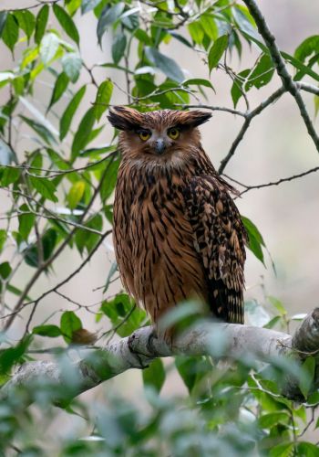 Rufous-Necked Hornbill Pair in Bhutan
