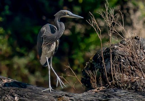 Great Hornbill Bhutan